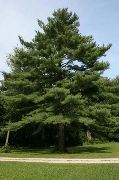 Eastern White Pine
