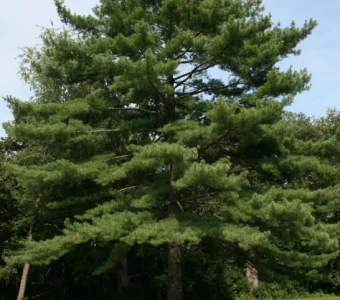 //courvillenursery.com/wp-content/uploads/Eastern-White-Pine.webp