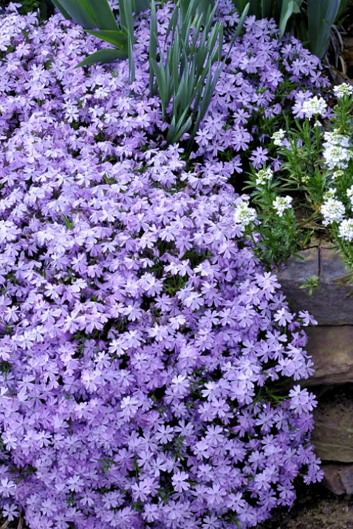 Emerald Blue - Phlox subulata - Courville Nurseries