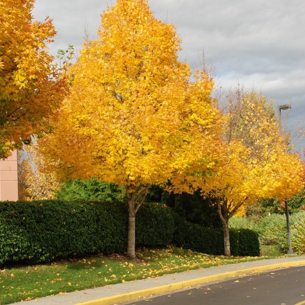 Acer platanoides ' Emerald Queen ' Products - Courville Nurseries