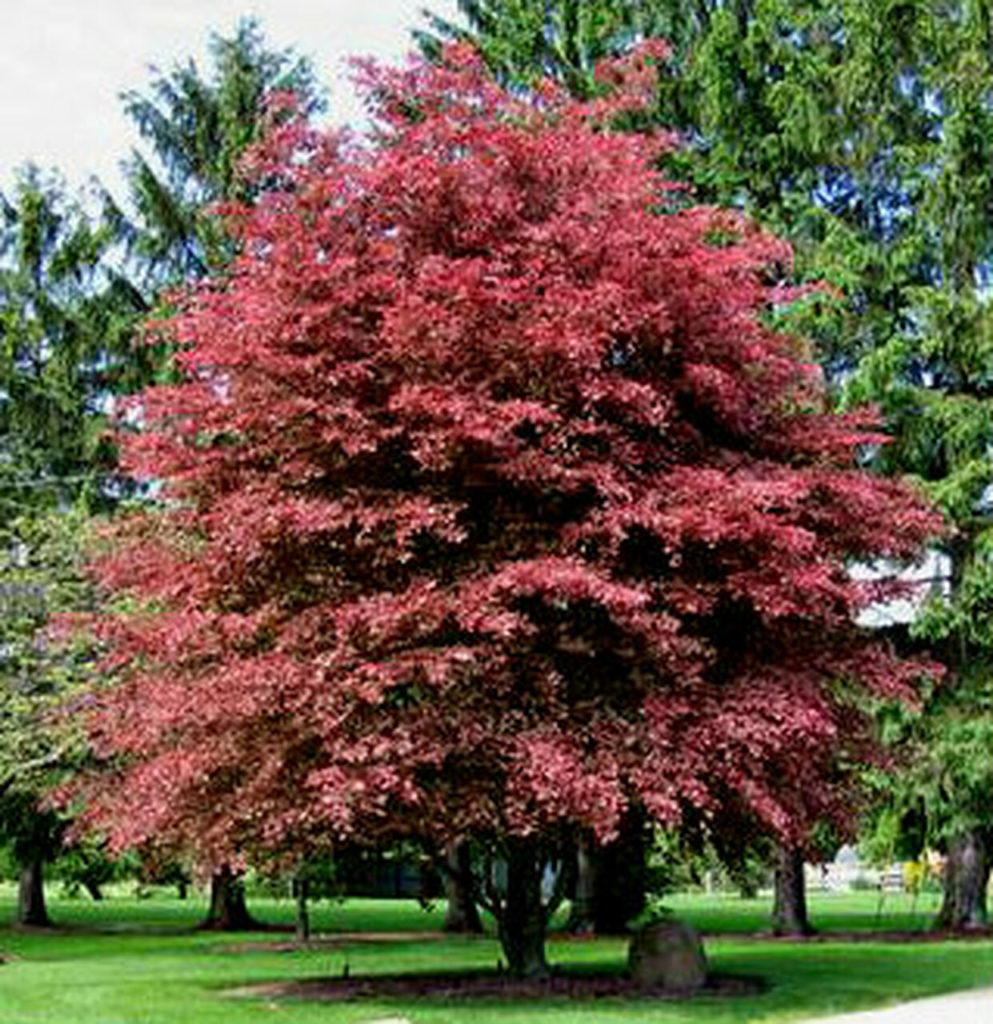 Fagus sylvatica бук Лесной purpurea