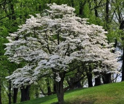 Flowering Dogwood