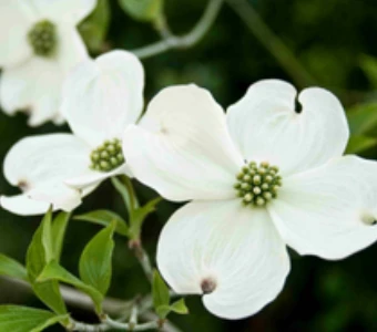 //courvillenursery.com/wp-content/uploads/Flowering-Dogwood-1.webp