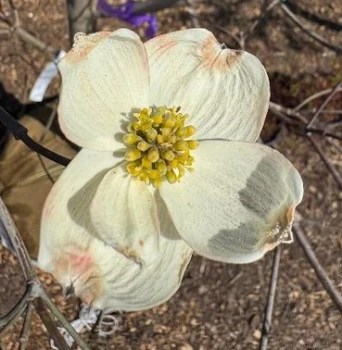 Flowering Dogwood