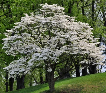 //courvillenursery.com/wp-content/uploads/Flowering-Dogwood.webp