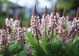 Foam flower 