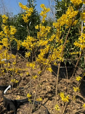 Forsythia