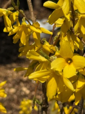 Forsythia