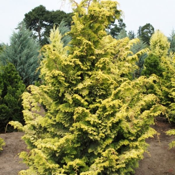 Chamaecyparis obtusa 'Aurea' Products - Courville Nurseries