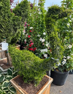 Hinoki Cypress