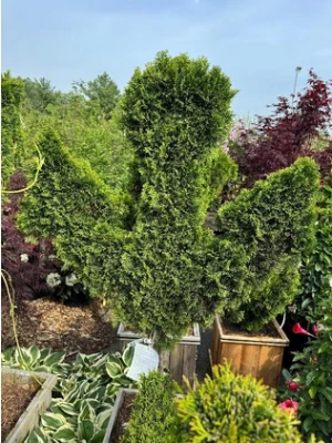 Hinoki Cypress