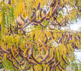 //courvillenursery.com/wp-content/uploads/Honey-Locust-1.webp
