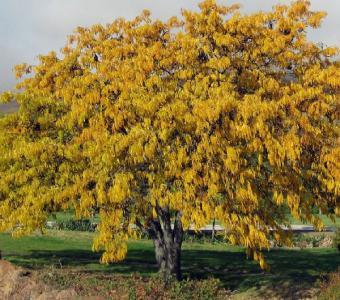 //courvillenursery.com/wp-content/uploads/Honey-Locust.webp