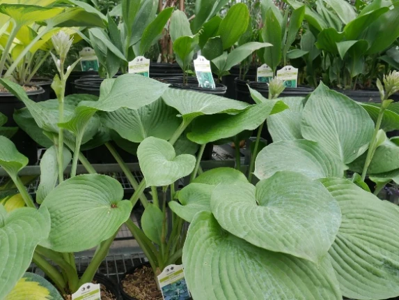 Hosta