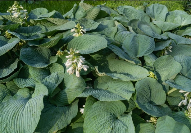 Hosta