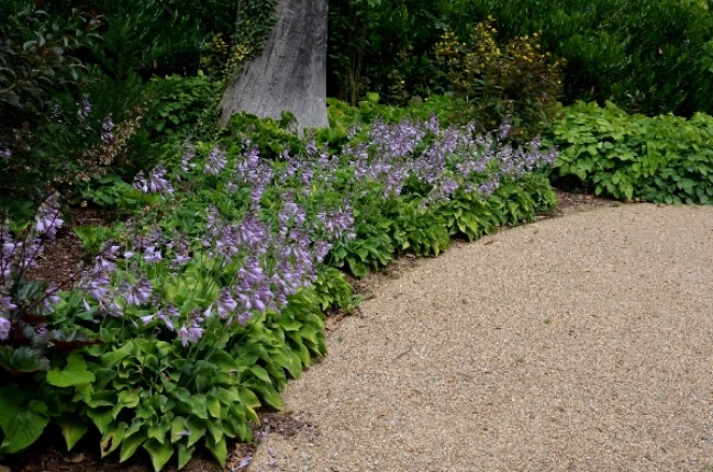 Hosta