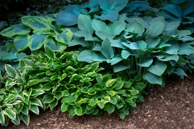 Hosta