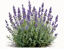 Lavender 