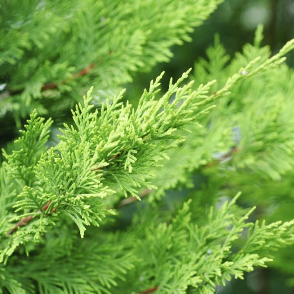 Cupressus × leylandii Products - Courville Nurseries