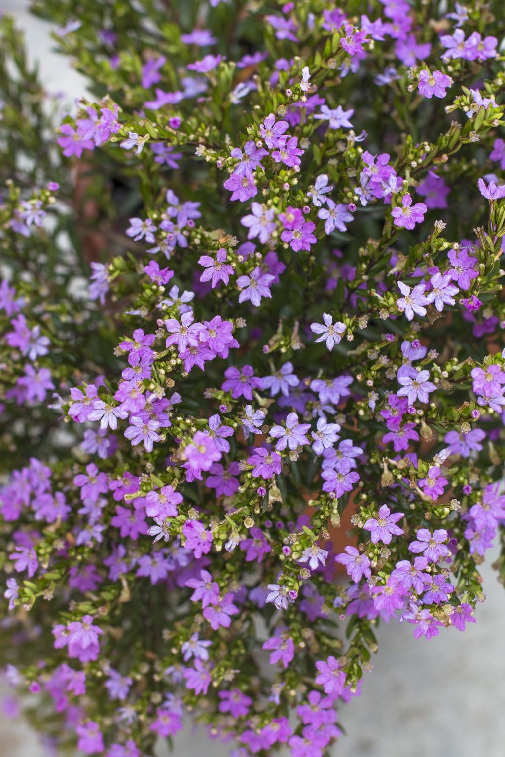 Mexican Heather - Cuphea hyssopifolia - Courville Nurseries