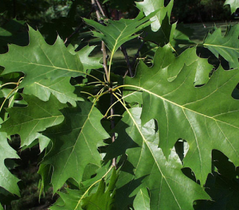 //courvillenursery.com/wp-content/uploads/Northern-Red-Oak-1.webp