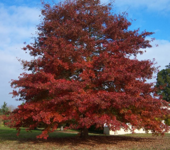 //courvillenursery.com/wp-content/uploads/Northern-Red-Oak.webp