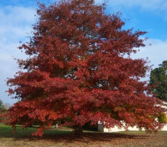 //courvillenursery.com/wp-content/uploads/Northern-Red.webp