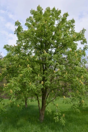 Ohio Buckeye