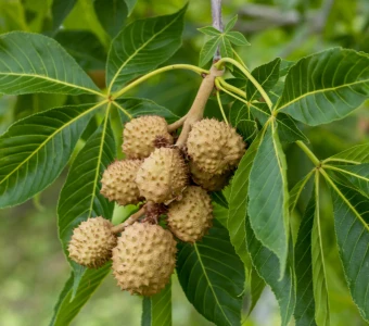 //courvillenursery.com/wp-content/uploads/Ohio-Buckeye-1.webp