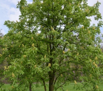 //courvillenursery.com/wp-content/uploads/Ohio-Buckeye.webp