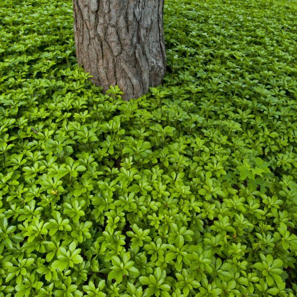 Pachysandra Products - Courville Nurseries