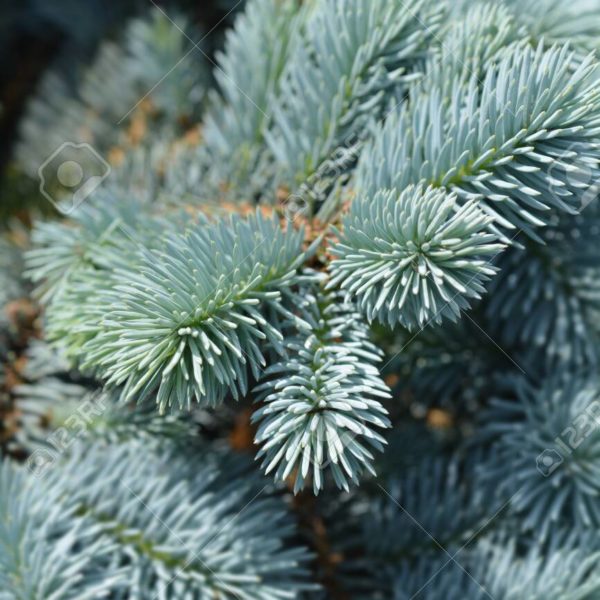 Picea pungens Products - Courville Nurseries