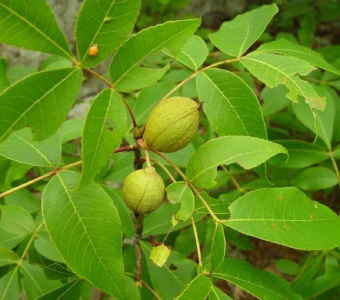 //courvillenursery.com/wp-content/uploads/Pignut-Hickory-1.webp