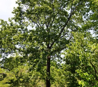 //courvillenursery.com/wp-content/uploads/Pignut-Hickory.webp