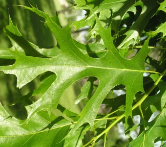 //courvillenursery.com/wp-content/uploads/Pin-Oak-1.webp