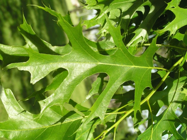 Pin Oak