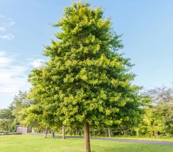 //courvillenursery.com/wp-content/uploads/Pin-Oak.webp