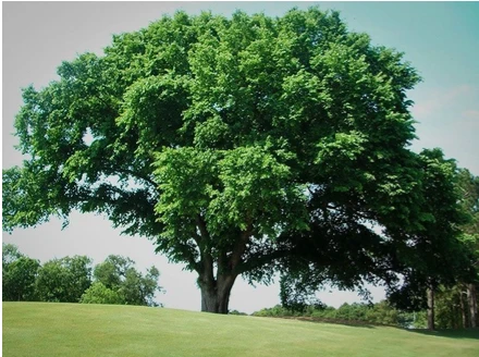 Princeton American Elm