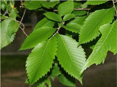 Princeton American Elm