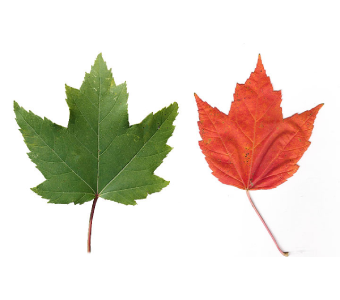 //courvillenursery.com/wp-content/uploads/Red-Maple-1.webp