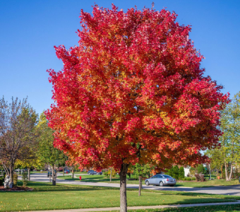 //courvillenursery.com/wp-content/uploads/Red-Maple.webp