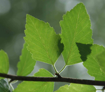 //courvillenursery.com/wp-content/uploads/River-Birch-1.webp