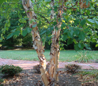 //courvillenursery.com/wp-content/uploads/River-Birch.webp