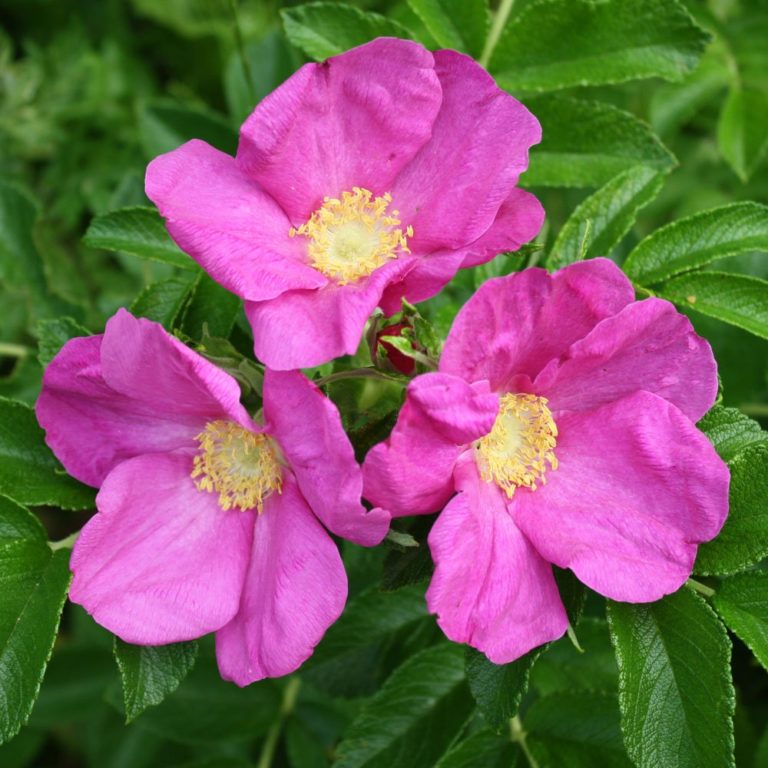 Rosa rugosa фото