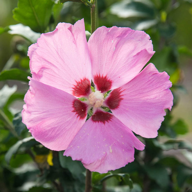 Rose Of Sharon Tree Form Hibiscus Syriacus Aphrodite Courville   Rose Of Sharon Tree Form 