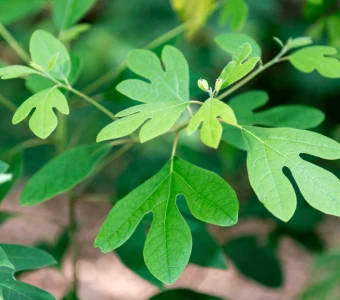 //courvillenursery.com/wp-content/uploads/Sassafras-1.webp