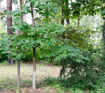 //courvillenursery.com/wp-content/uploads/Sassafras.webp