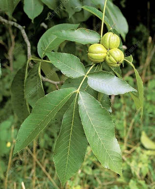 Shagbark Hickory