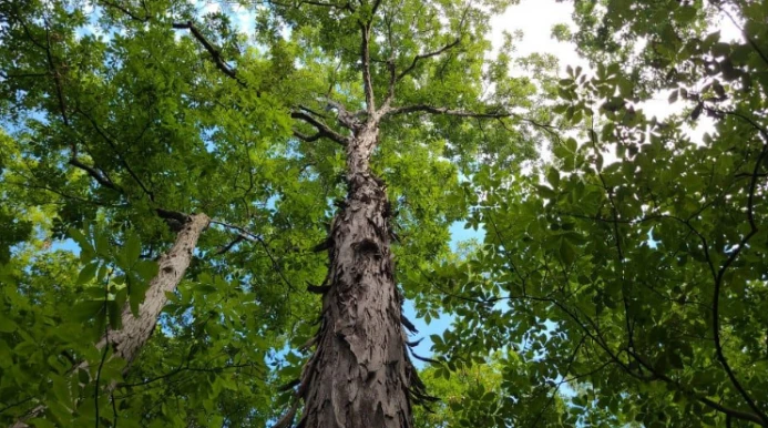 Shagbark Hickory