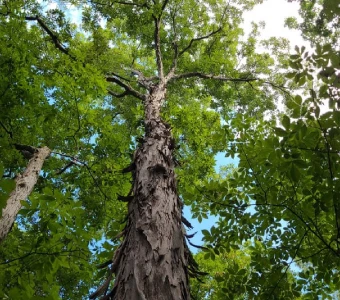 //courvillenursery.com/wp-content/uploads/Shagbark-Hickory.webp